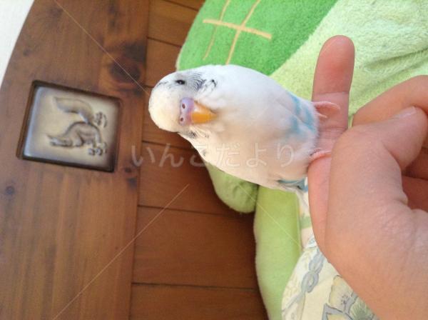 迷い鳥の写真
