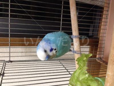 保護鳥の写真