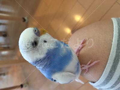迷い鳥の写真