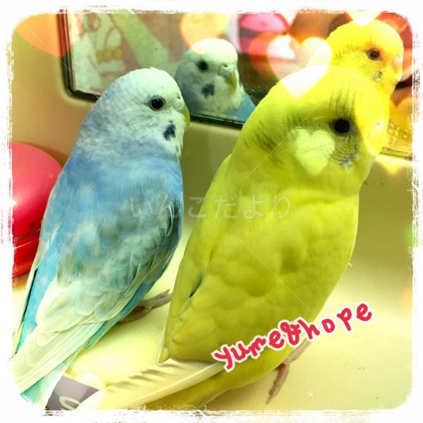 迷い鳥の写真