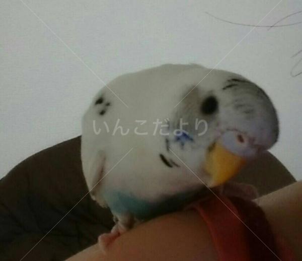迷い鳥の写真