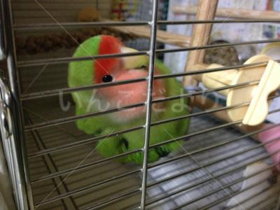 迷い鳥の写真