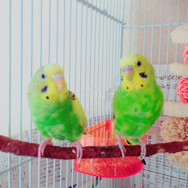 迷い鳥の写真