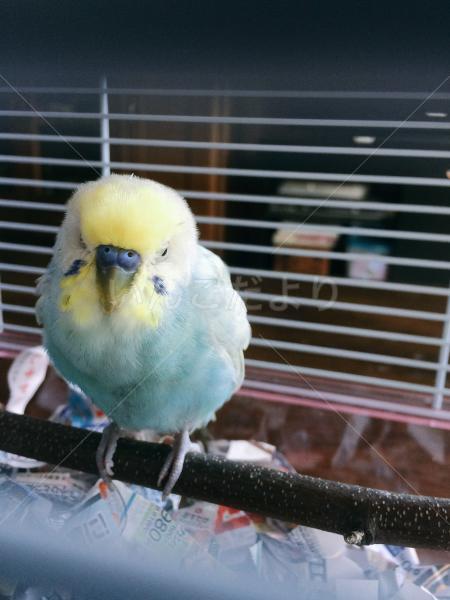 保護鳥の写真