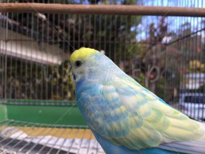 保護鳥の写真