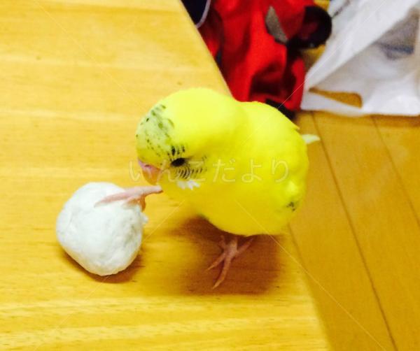 迷い鳥の写真