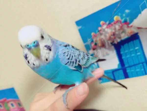 保護鳥の写真