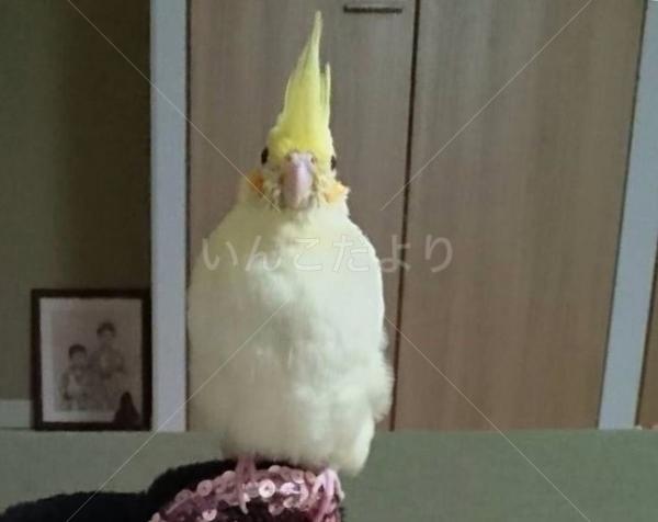 迷い鳥の写真
