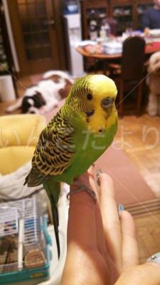 保護鳥の写真