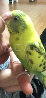 迷い鳥の写真