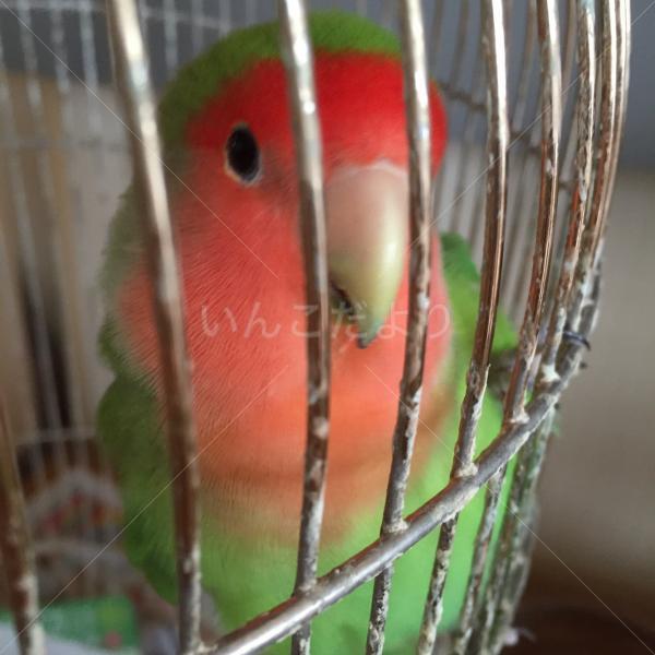 迷い鳥の写真