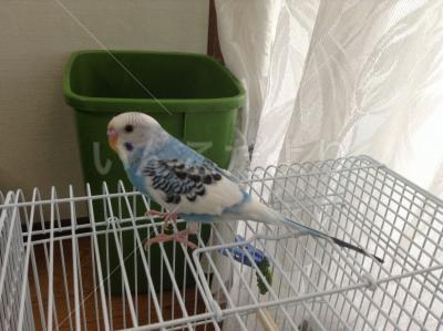 迷い鳥の写真