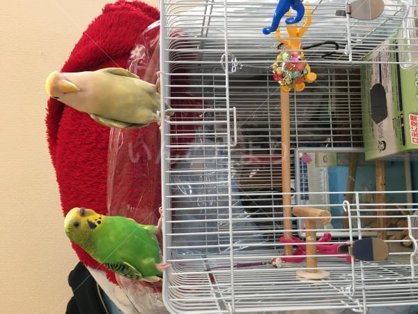 迷い鳥の写真