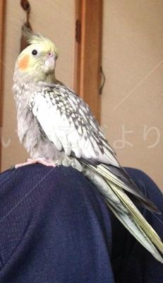 迷い鳥の写真