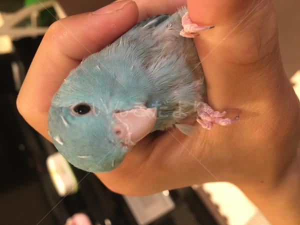 迷い鳥の写真
