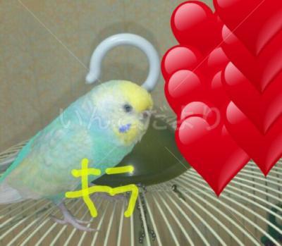 迷い鳥の写真
