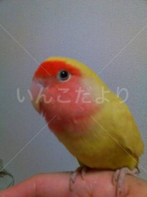 迷い鳥の写真
