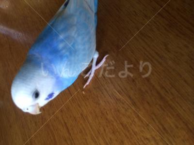 迷い鳥の写真
