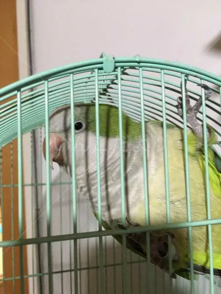 保護鳥の写真