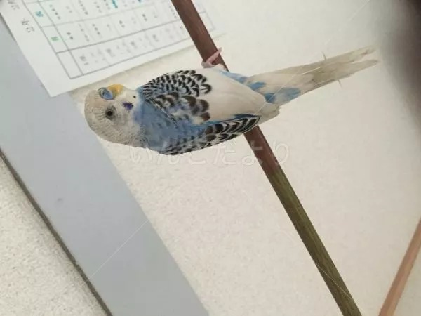 保護鳥の写真