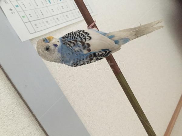 保護鳥の写真