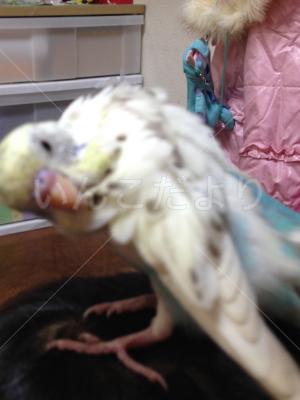 保護鳥の写真