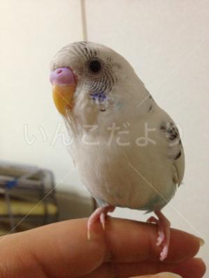 迷い鳥の写真