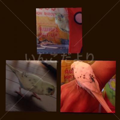 保護鳥の写真