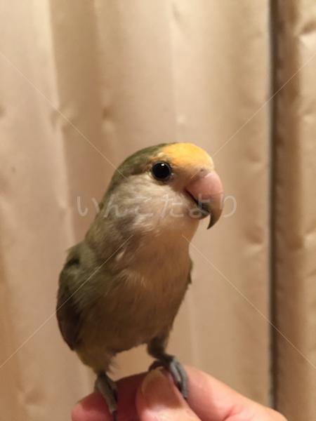 迷い鳥の写真