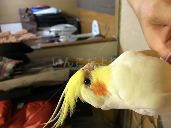 迷い鳥の写真