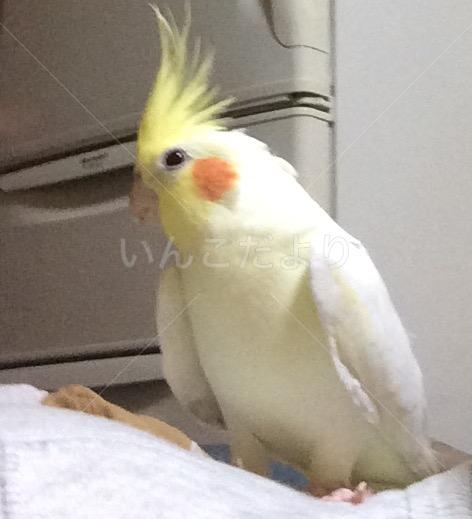 保護鳥の写真