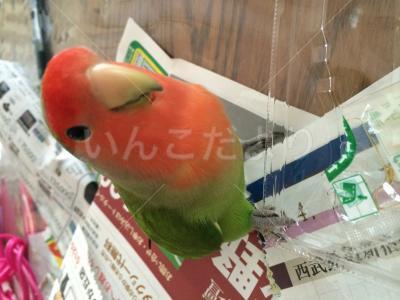 迷い鳥の写真