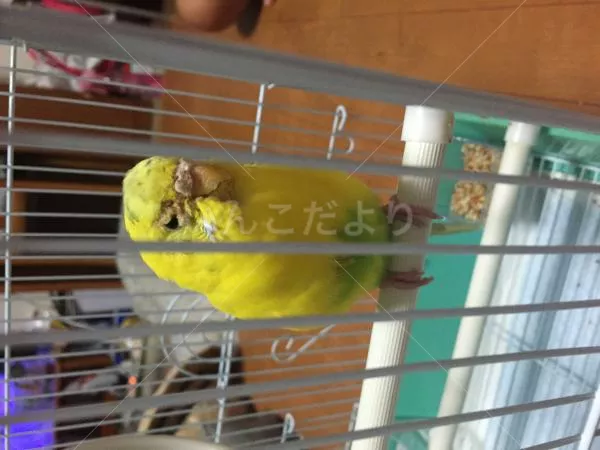 保護鳥の写真