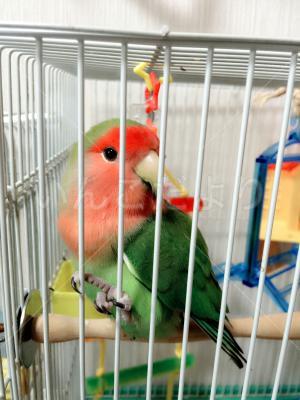 迷い鳥の写真