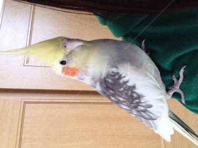 迷い鳥の写真
