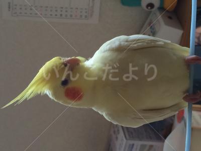 迷い鳥の写真
