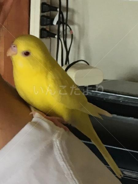 迷い鳥の写真