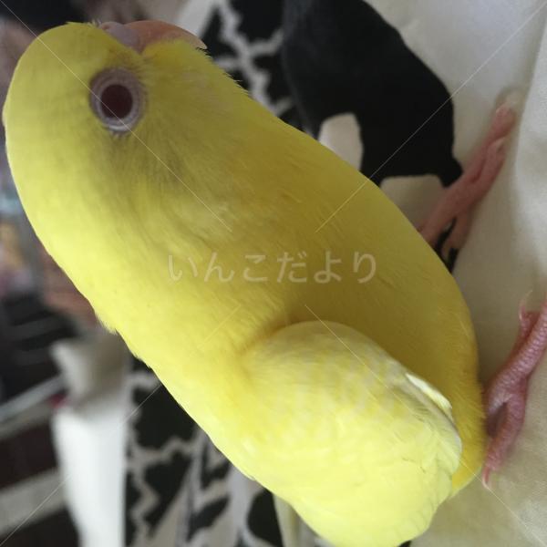迷い鳥の写真