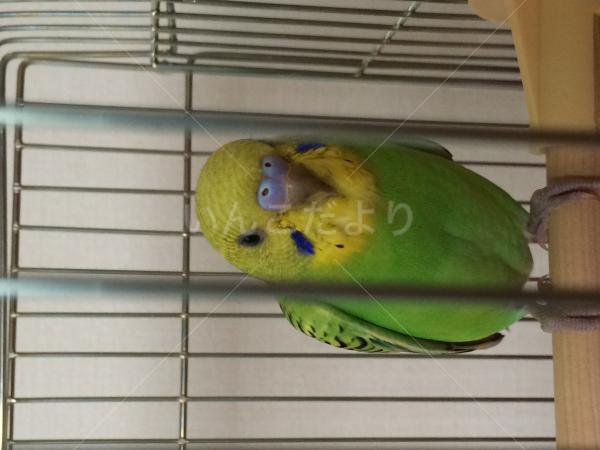 保護鳥の写真