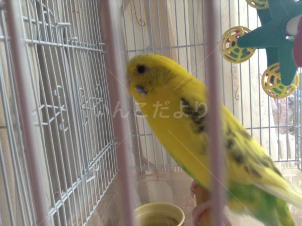 迷い鳥の写真