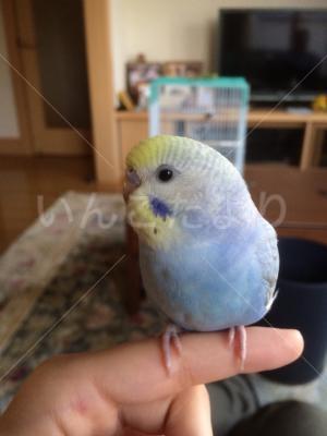 迷い鳥の写真