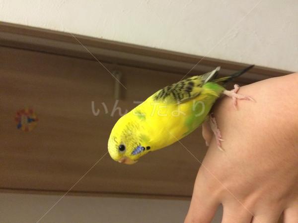 迷い鳥の写真