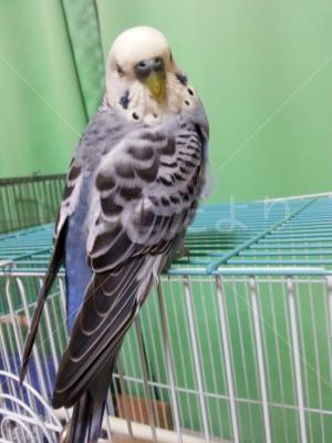 保護鳥の写真