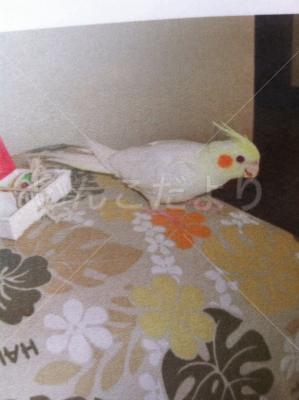 迷い鳥の写真