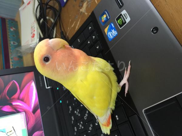 迷い鳥の写真