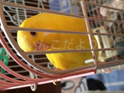 迷い鳥の写真