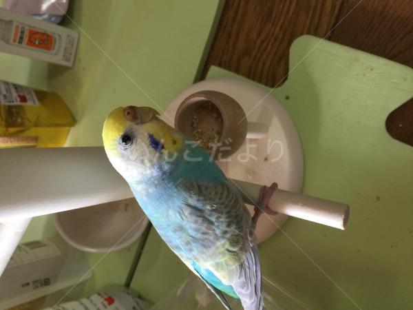 迷い鳥の写真
