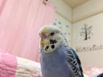 迷い鳥の写真