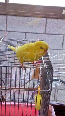 迷い鳥の写真