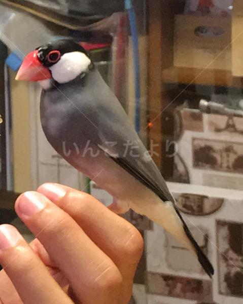 迷い鳥の写真